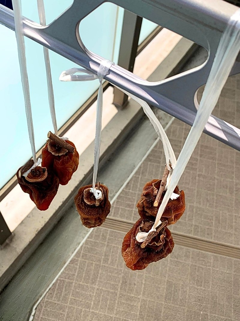 Drying persimmons tied by their branches with plastic string to a laundry pole