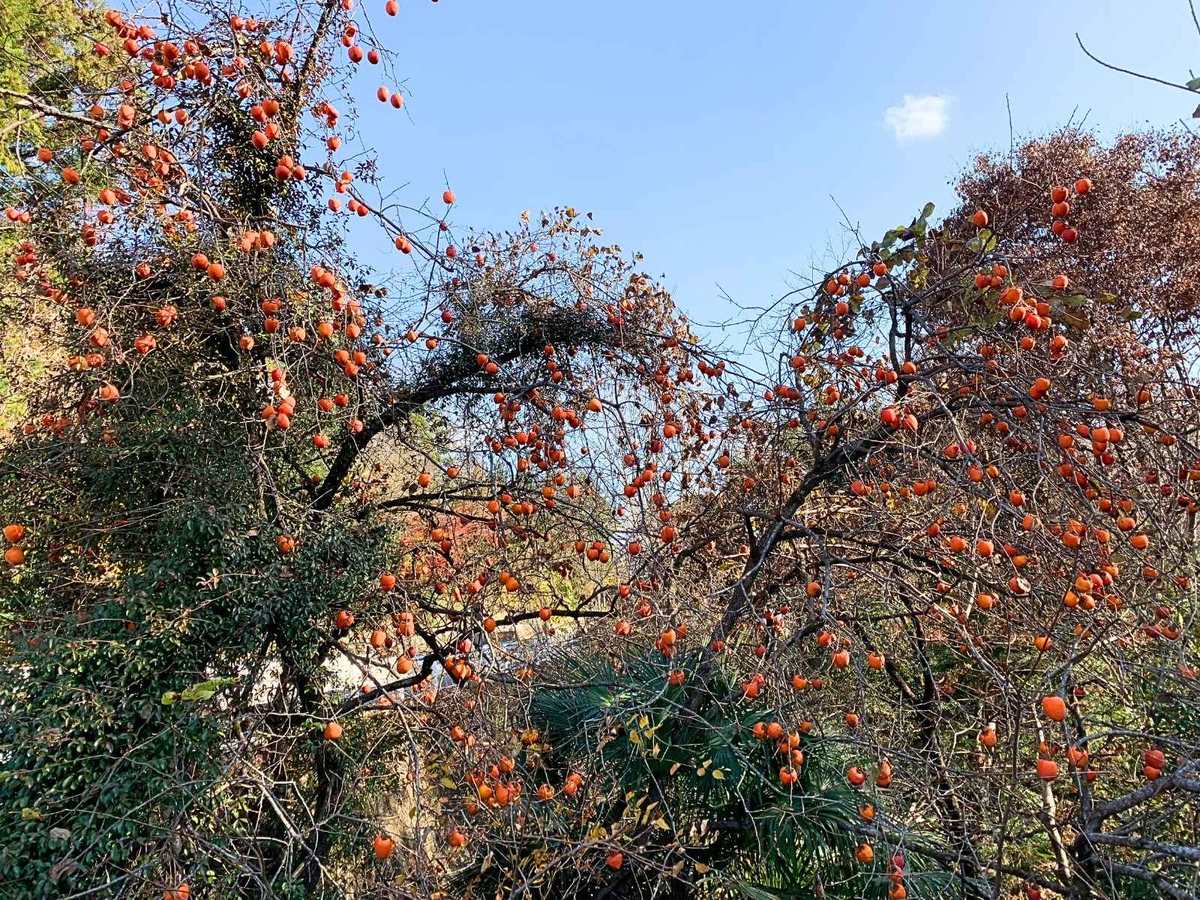Persimmon trees full of orange fruit against a blue sky in the Japanese countryside