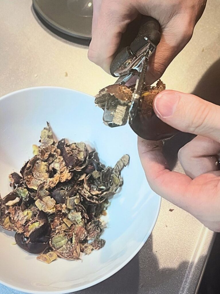 Starting to cut the shell of a boiled chestnut with chestnut shears