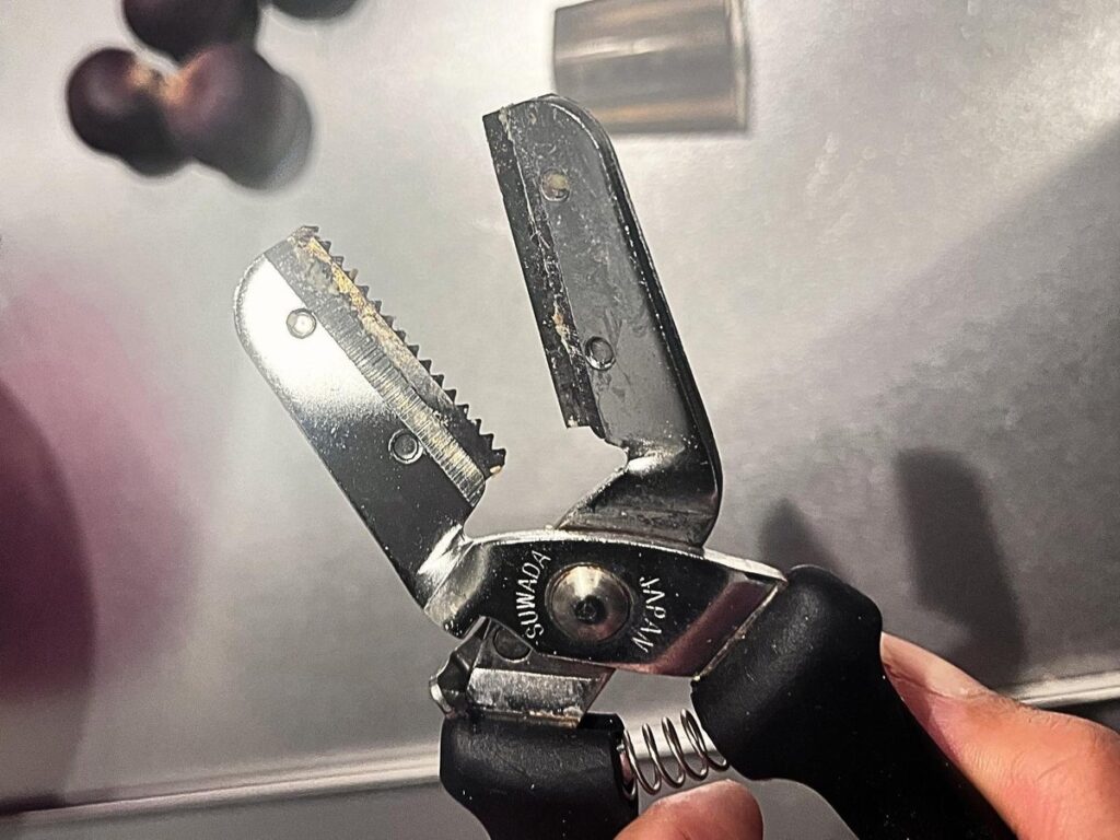 Chestnut shears with the blades open, one serrated and one straight